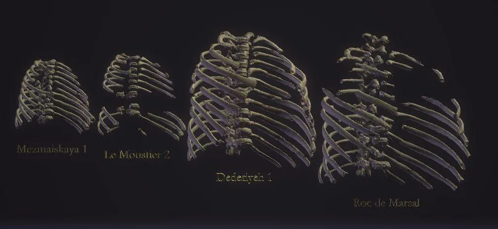 Los neandertales recién nacidos tenían una caja torácica potente y amplia como la de los adultos
