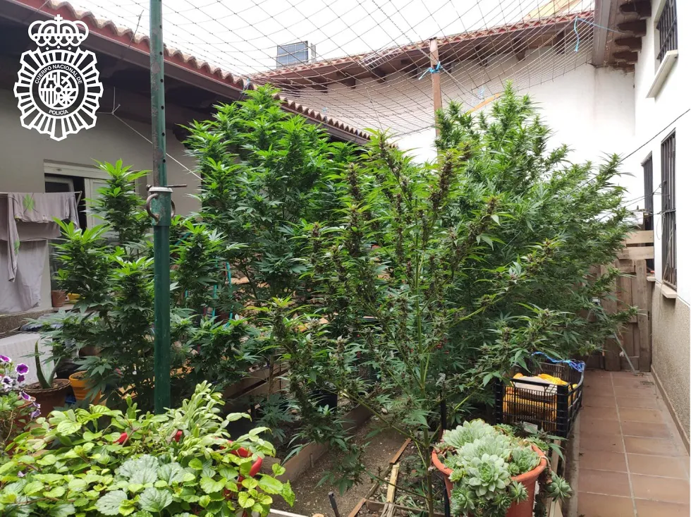 COVID-19 Burgos: La Policía Nacional incauta doce kilos de marihuana en una vivienda particular