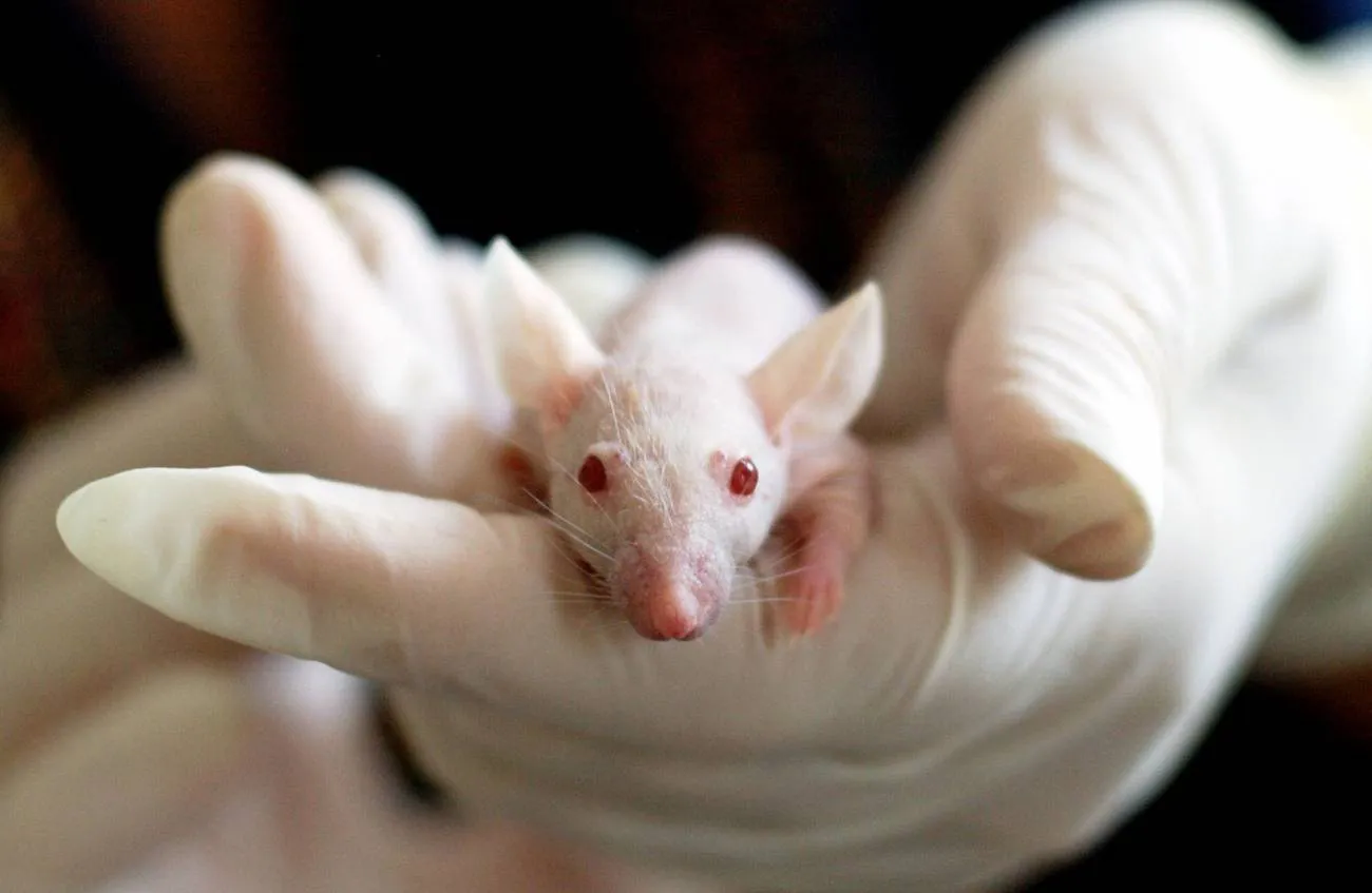 Logran reprogramar el sistema CRISPR en ratones para eliminar células tumorales sin afectar a las sanas