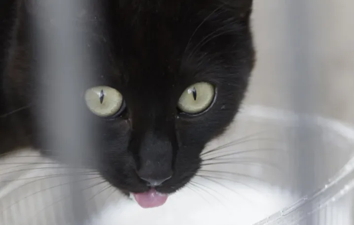 Cómo saber si tu gato tiene fiebre: síntomas y tratamiento