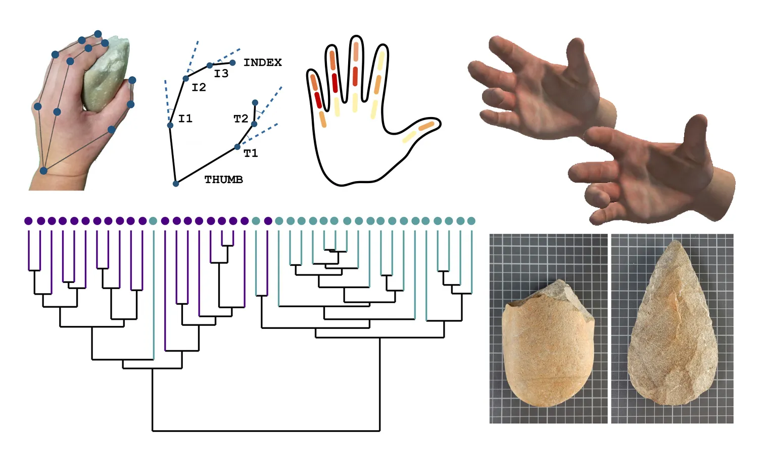 Un estudio analiza la relación ergonómica entre mano y herramientas del Paleolítico inferior