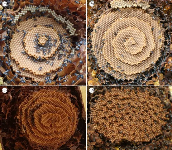 Qué patrones matemáticos siguen las abejas para fabricar sus perfectos panales
