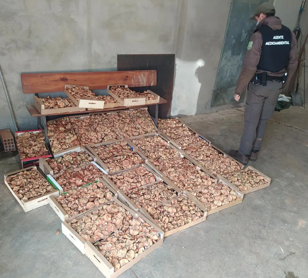 Agentes medioambientales de la Junta decomisan 483 kilos de níscalos en el Páramo de Masa y Valle de Sedano