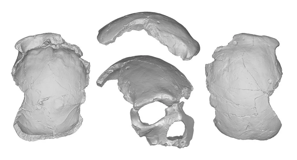 Los rasgos del cráneo de Florisbad refuerzan la hipótesis de una evolución humana en mosaico
