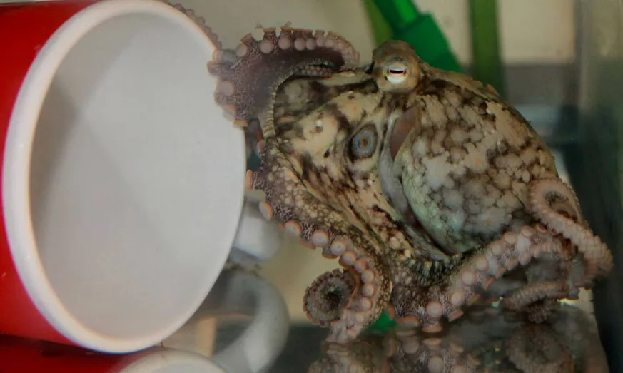 Así logra el pulpo saborear algo con solo tocarlo