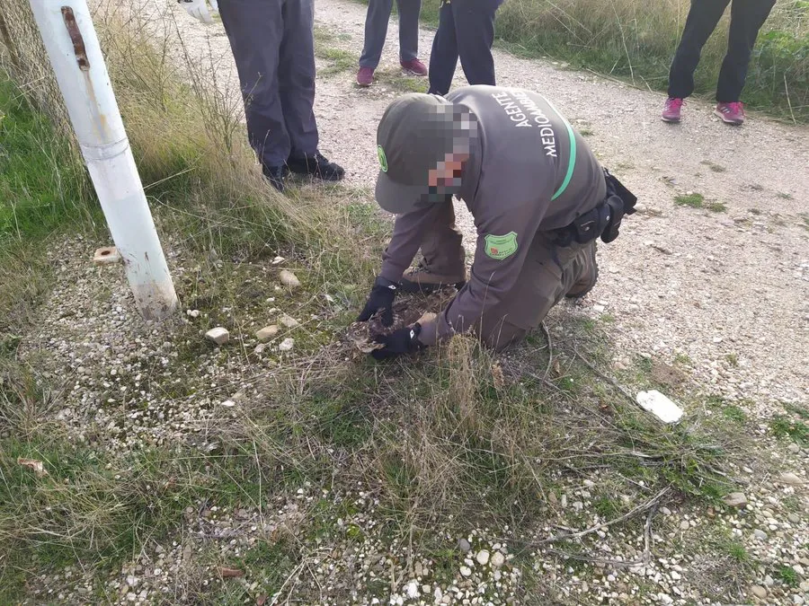 Rescatan un pollo de azor, que tenía el ala rota, en Aranda de Duero