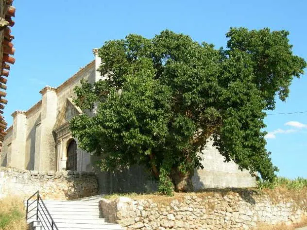 Burgos pelea por obtener el título de árbol del año