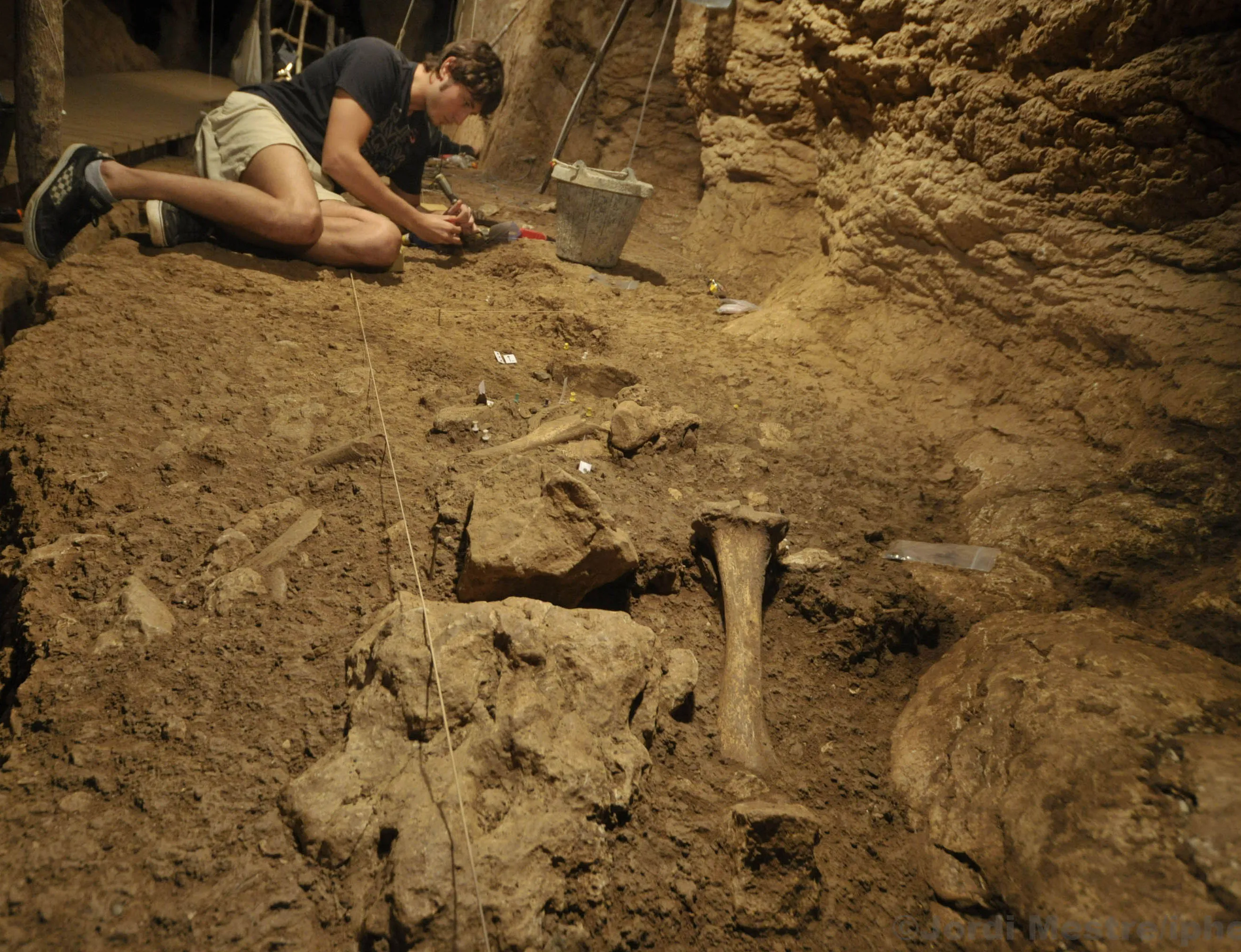 Observaciones actualistas ayudan a interpretar el comportamiento caníbal del oso de las cavernas