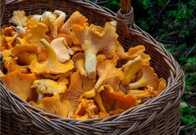 Casi un 80% de los españoles no tiene en cuenta las guarniciones en la lista de la compra