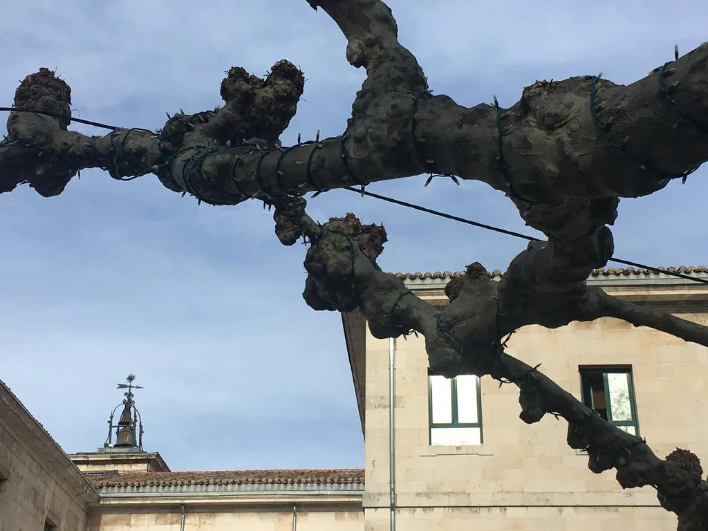 COVID-19 Burgos: Castilla y León apoya las medidas Sanidad para las Navidades y sube el toque de queda hasta la 1.30 horas en Nochebuena y Nochevieja