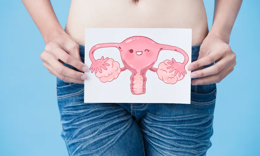Decodifican por primera vez el comportamiento celular del endometrio humano