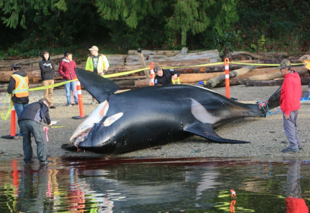 ¿Qué está matando a las ‘ballenas asesinas’?
