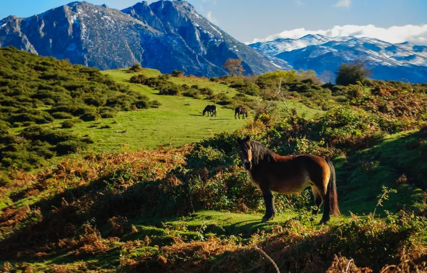 El reverdecimiento de la tierra se acerca a su límite