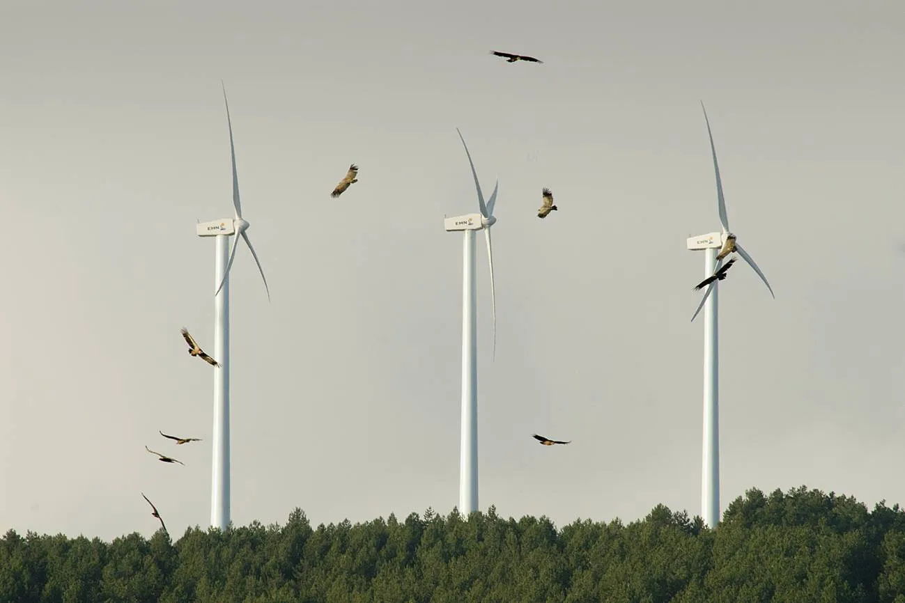 Las energías renovables amenazan a la biodiversidad en España