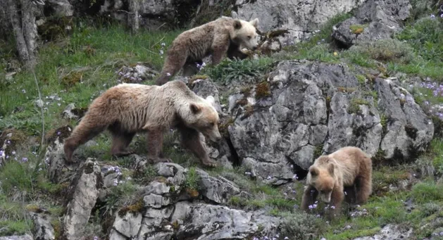 Los mejores lugares para la observación de fauna salvaje en España