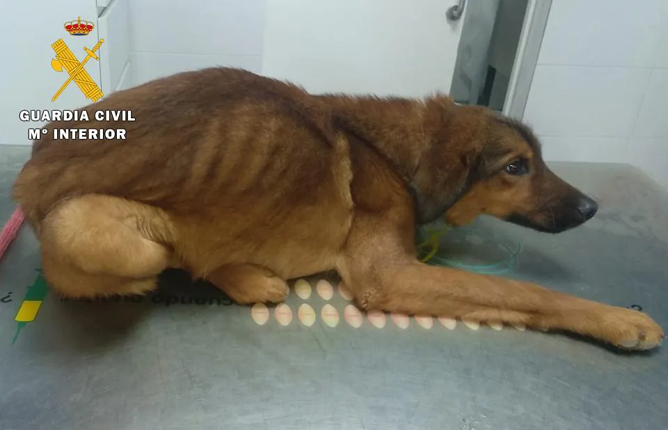 La Guardia Civil recoge al perro que fue visto en Oña con indicios de maltrato animal