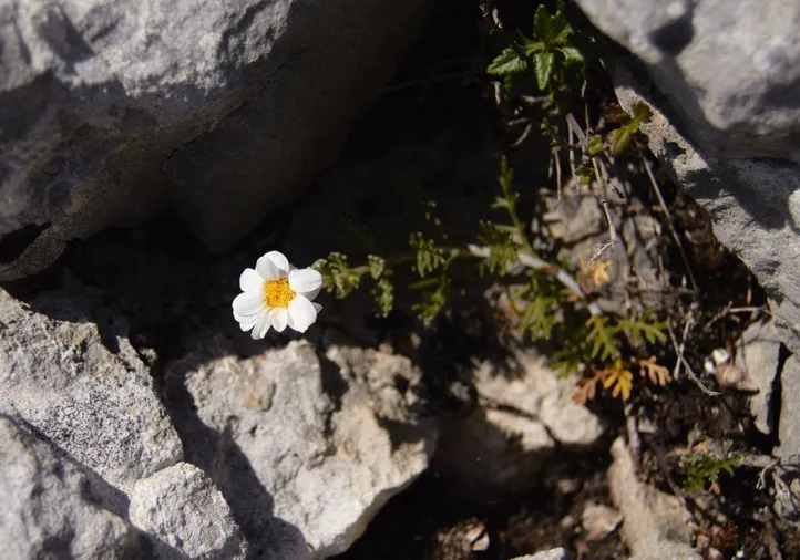 Descubierta una nueva planta en las sierras calizas de Burgos, Álava y La Rioja
