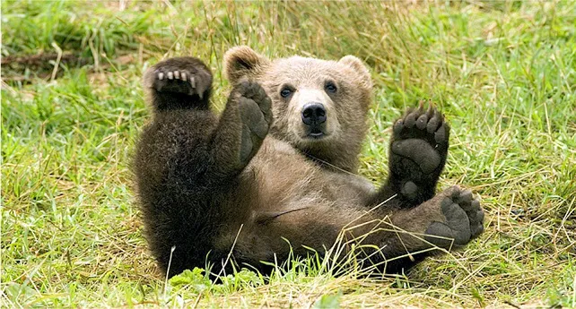 Finalizan los trabajos de campo del primer censo genético nacional de oso pardo cantábrico