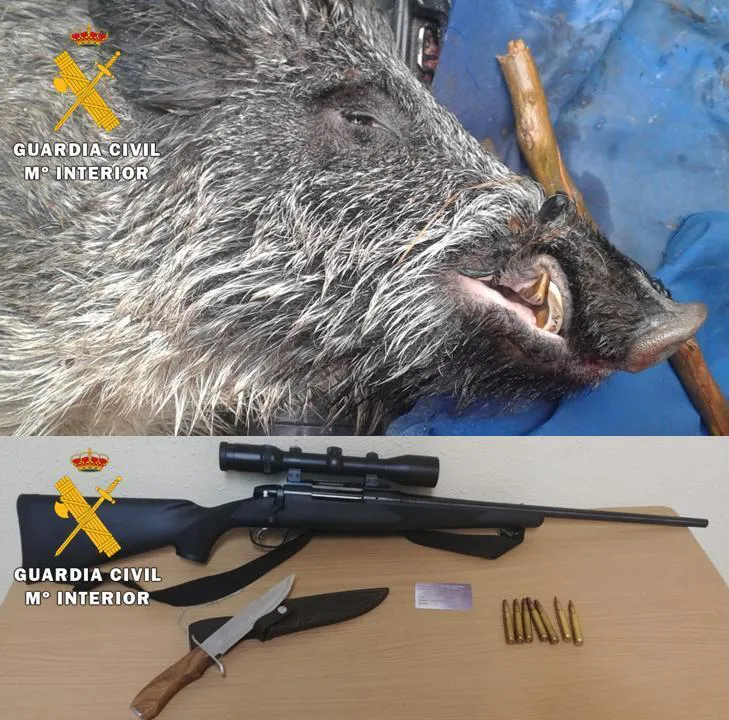 La Guardia Civil investiga a dos furtivos por abatir un jabalí sin autorización