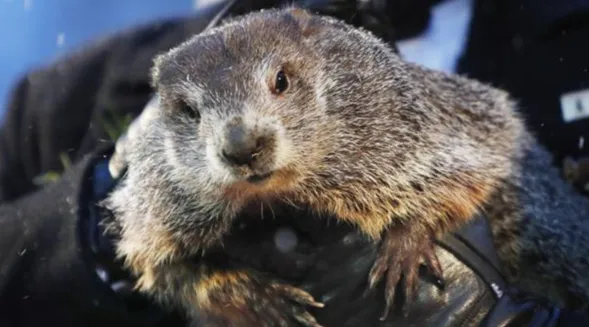 Hoy es el Día de la Marmota: ¿cómo será la primavera?