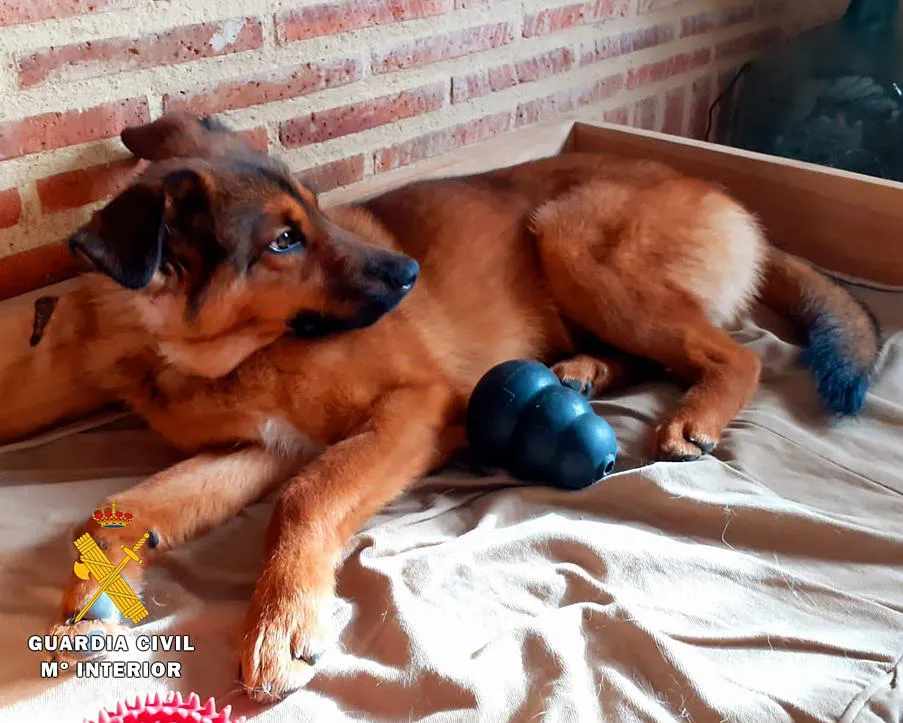Localizados e identificados los propietarios del perro recogido en Oña