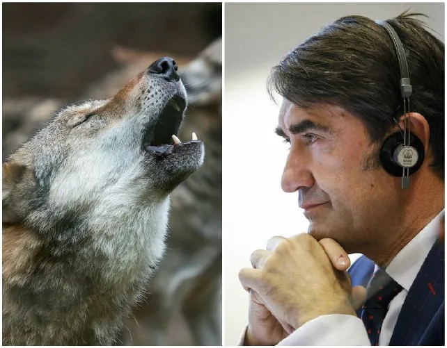 El consejero de Fomento de Castilla y León anuncia una batalla importante porque prohibir la caza del lobo atenta contra los intereses de los ganaderos