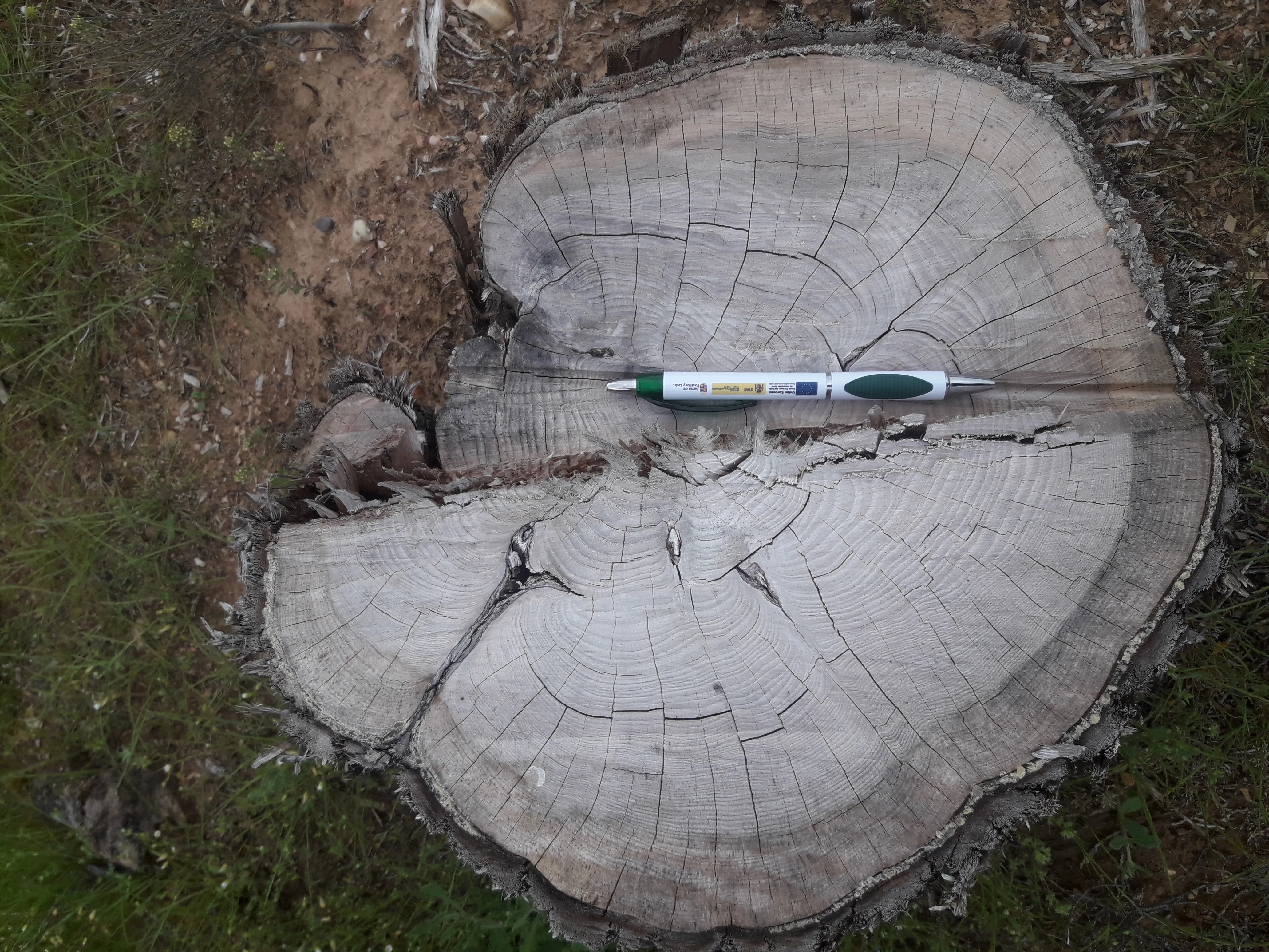 Aranda de Duero Burgos: Concluye el juicio sobre la sustracción de madera de sabina del monte de ‘La Calabaza’