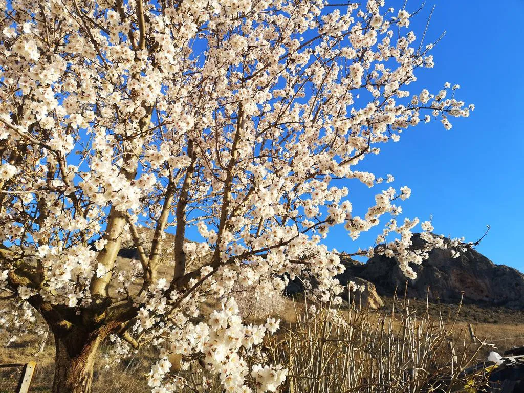 La floración de los almendros tiñe Poza de la Sal de blanco