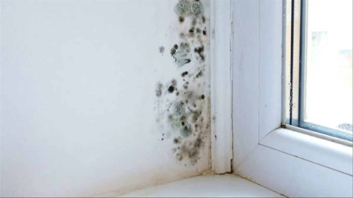 Cinco maneras de evitar que nos salga moho en el cuarto de baño