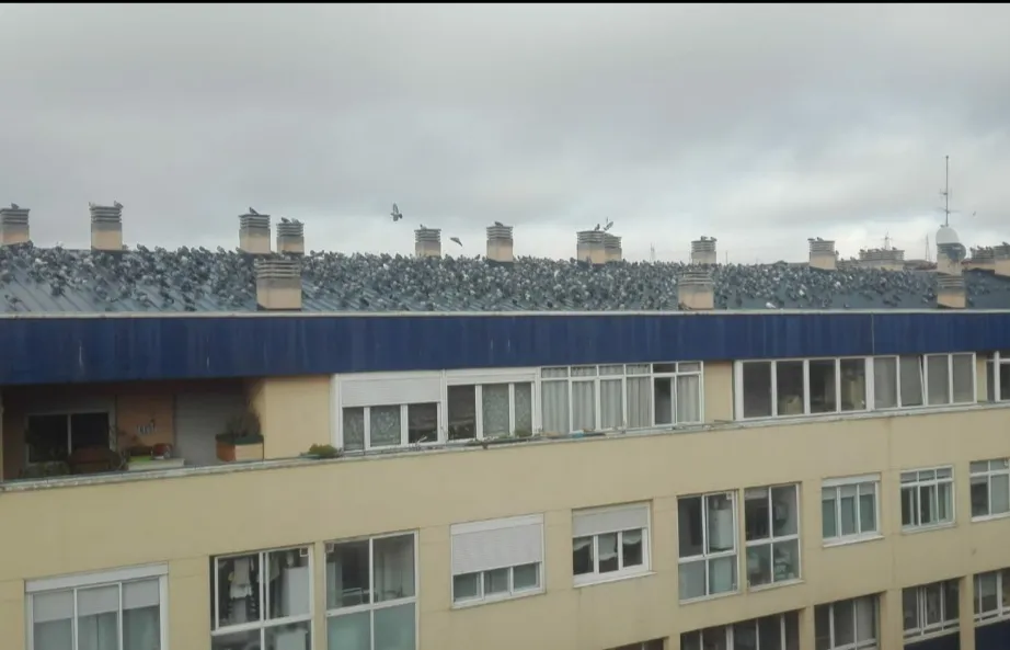 Ponferrada esterilizará su población de palomas