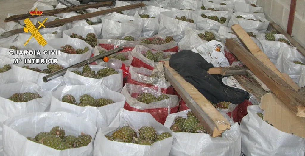 Intervienen 13.880 kilogramos de piñas piñoneras obtenidas ilegalmente