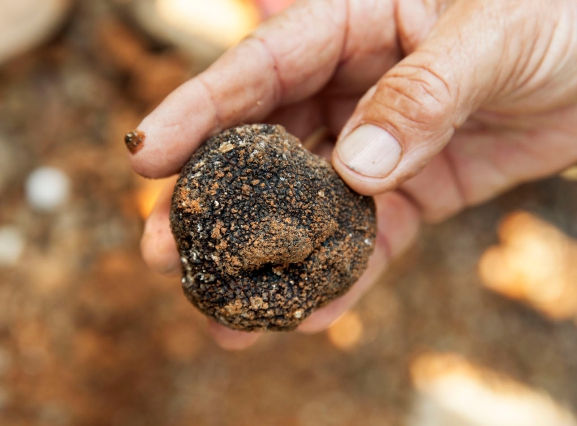 La trufa negra, como diamante negro del turismo y la gastronomía de Castilla y León, protagoniza esta semana las jornadas sobre micoturismo ‘Trufforum 2021’