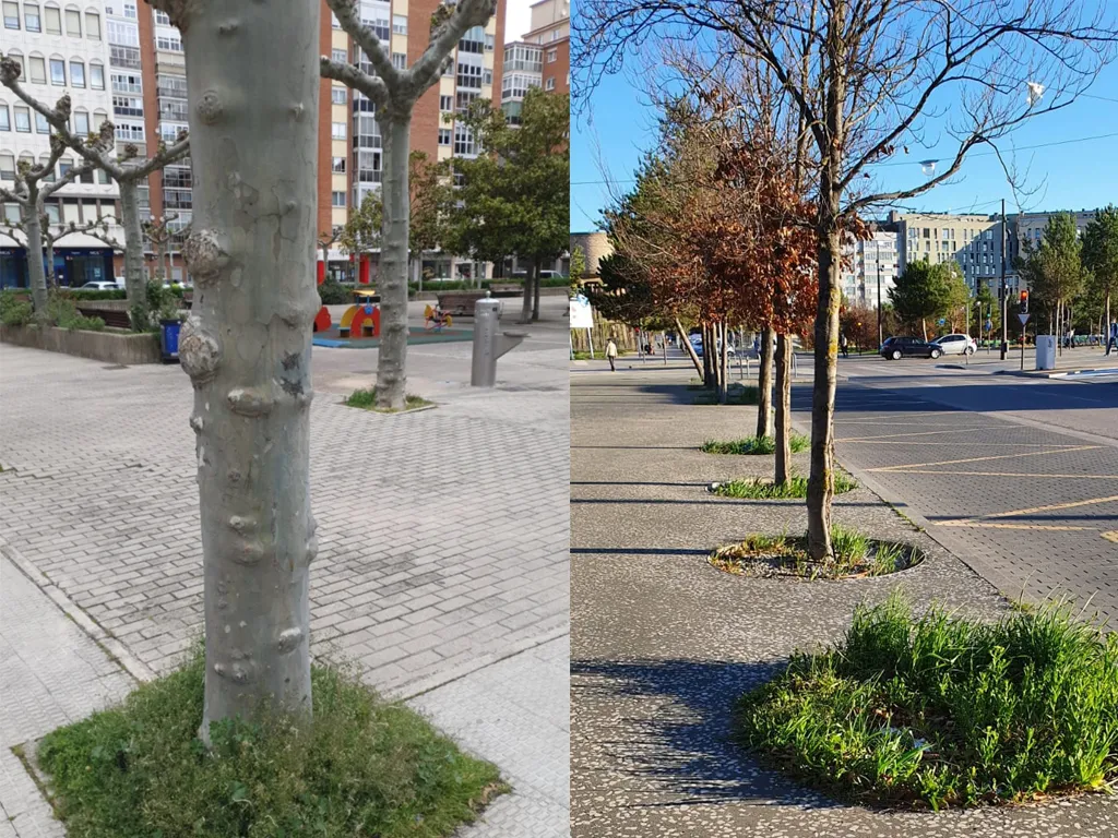 El Ayuntamiento desarrollará el proyecto Alcorques vivos: Nichos de Biodiversidad en la ciudad de Burgos