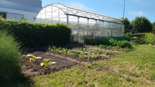 Comercialización de los cultivos de temporada del Huerto Ecológico EPS Milanera