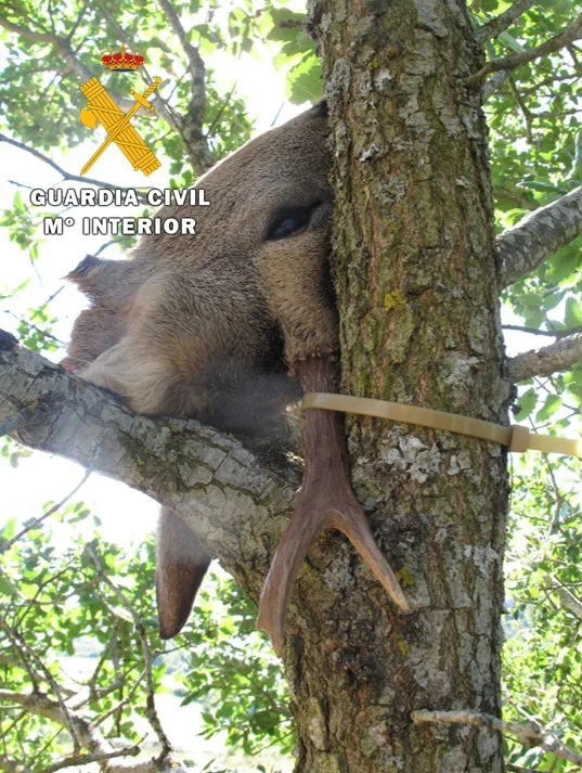 La Guardia Civil sorprende a un cazador y a su guía escondiendo una cabeza de corzo en un árbol