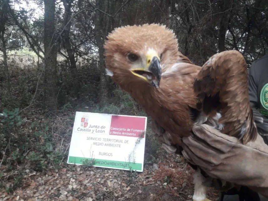 Aranda de Duero Burgos: Rescatan un pollo de águila imperial en la comarca de Aranda de Duero