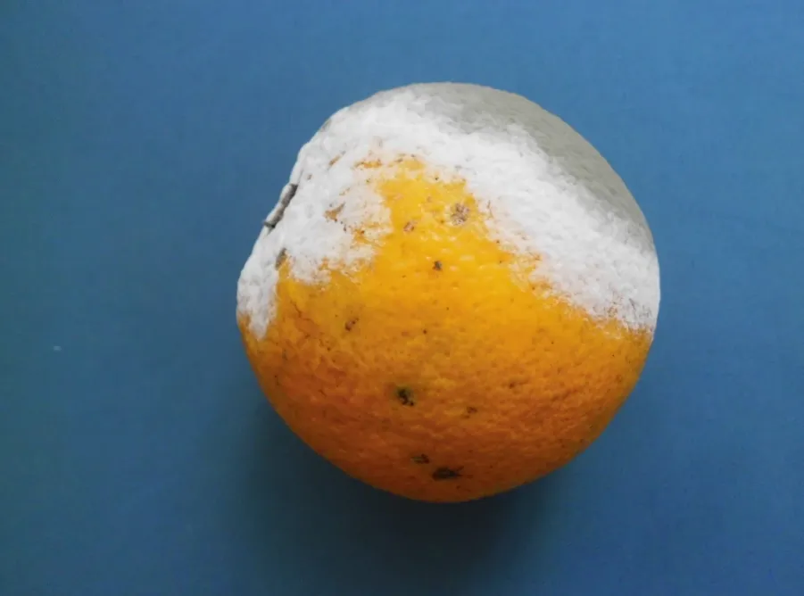 Estos son los alimentos que puedes comer aunque tengan moho