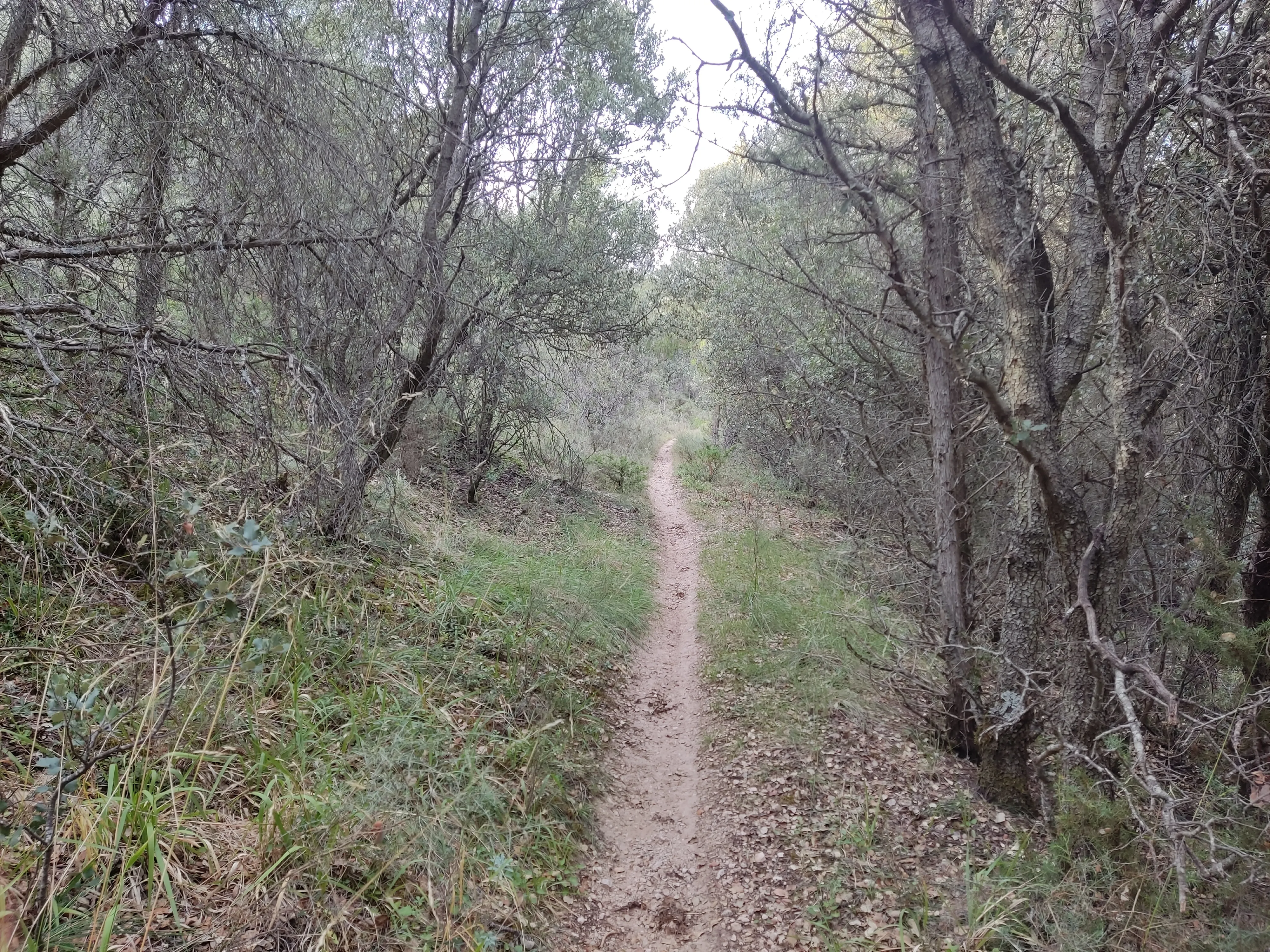 Denuncian a cuatro motoristas que circulaban por el Parque Natural Sabinares del Arlanza–La Yecla