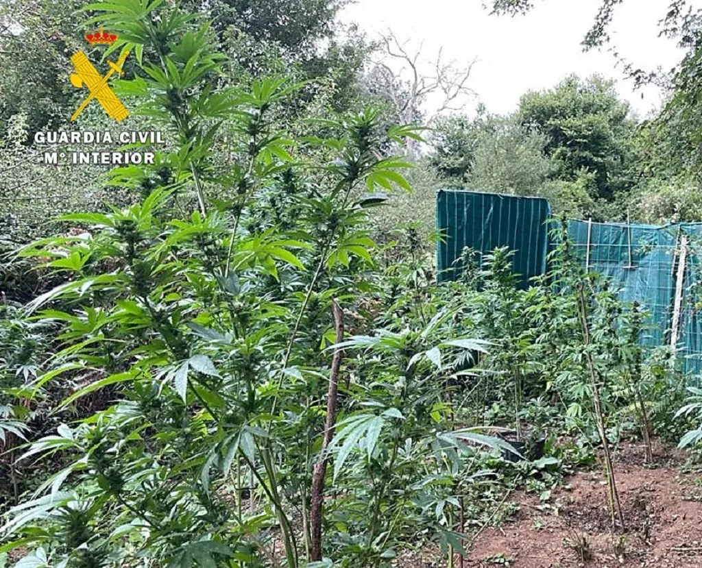 La Guardia Civil descubre una plantación de marihuana en el Valle de Mena