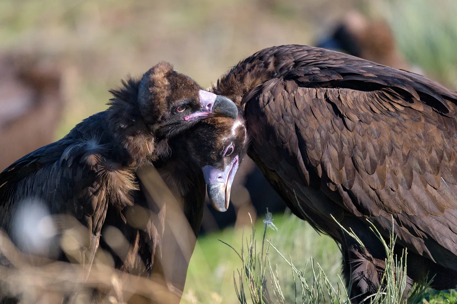 Veinte nuevos buitres negros han sido liberados y vuelan ya libres en la Sierra de la Demanda
