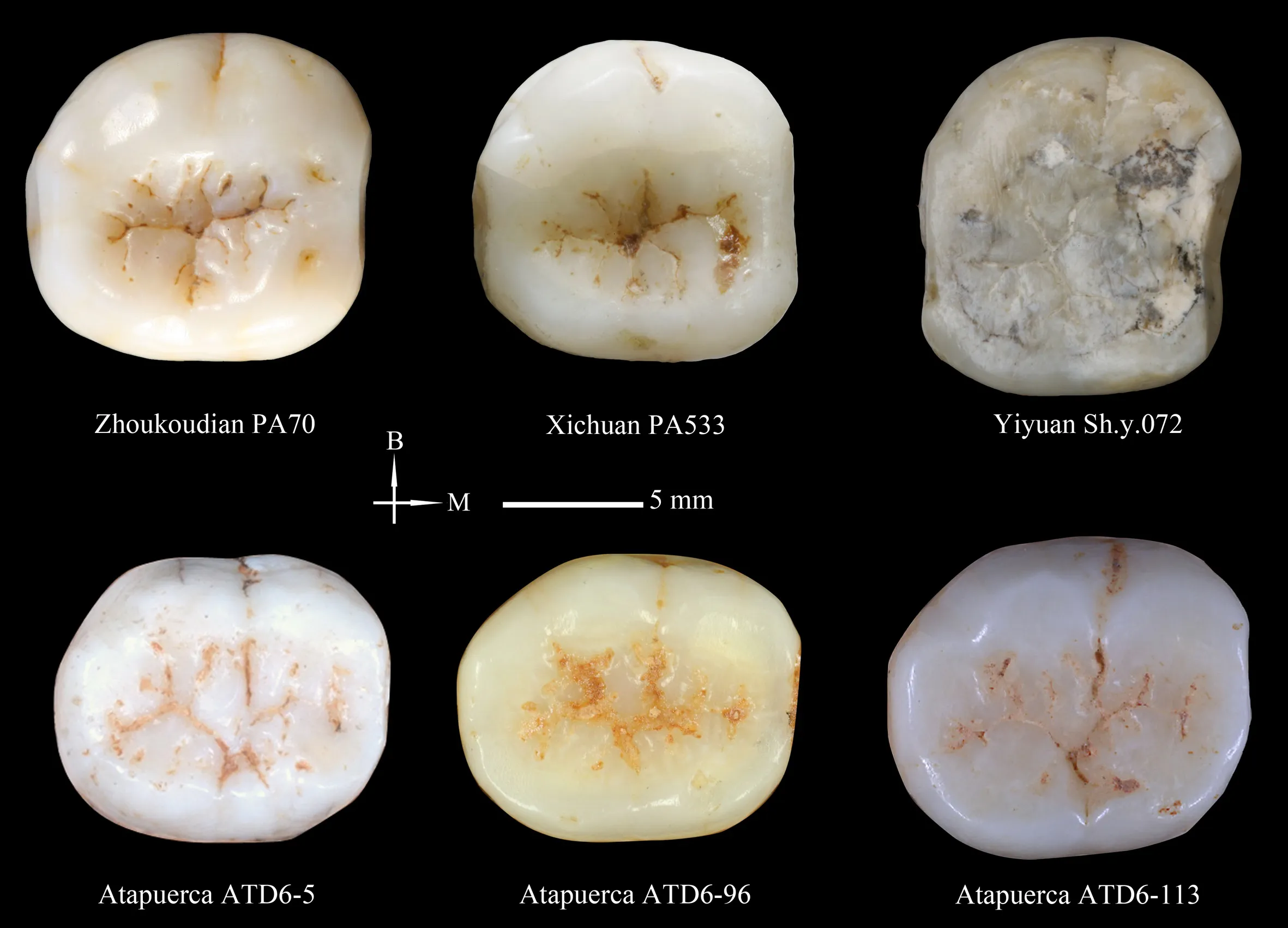 Los yacimientos de Gran Dolina y Zhoukoudian, más cerca que nunca
