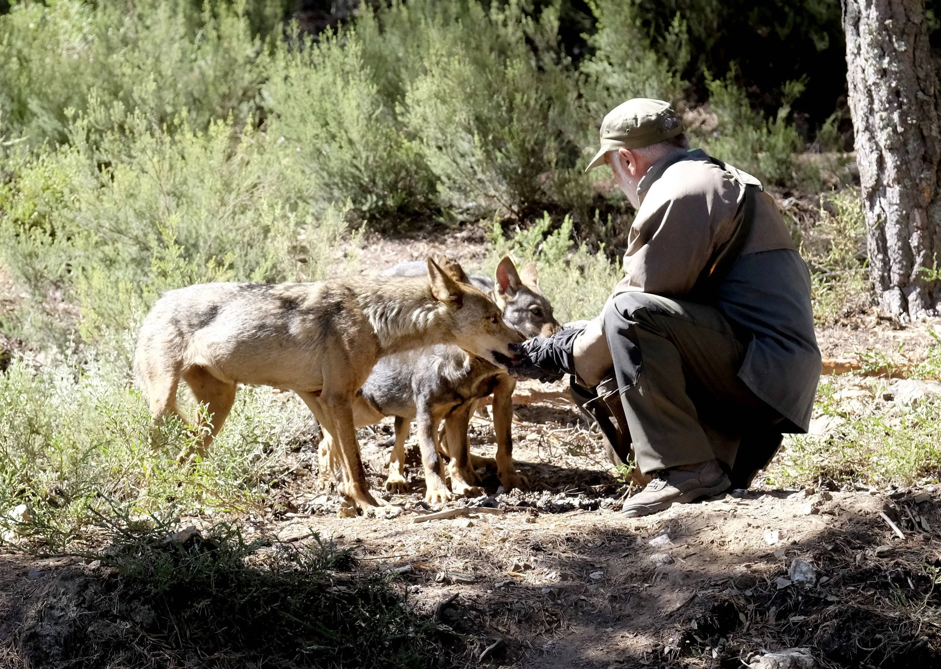 Castilla y León, Asturias, Cantabria y Galicia logran paralizar la aprobación de la estrategia del lobo del Ministerio