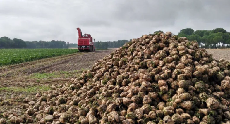 Los cultivadores de remolacha de Castilla y León podrán recibir anualmente, a partir de 2023 y hasta 2027, aproximadamente 13 millones