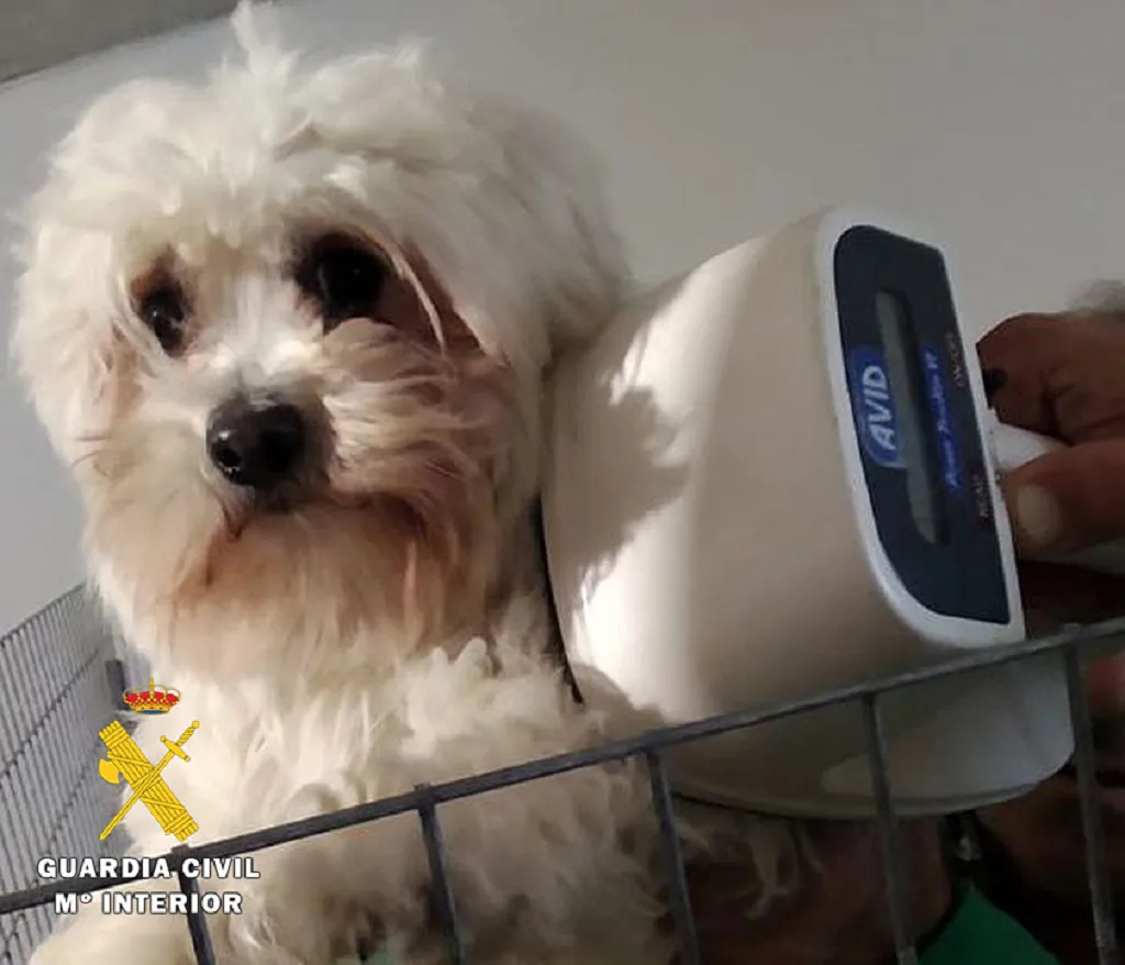 Seis consejos para disfrutar de una Navidad segura con nuestras mascotas