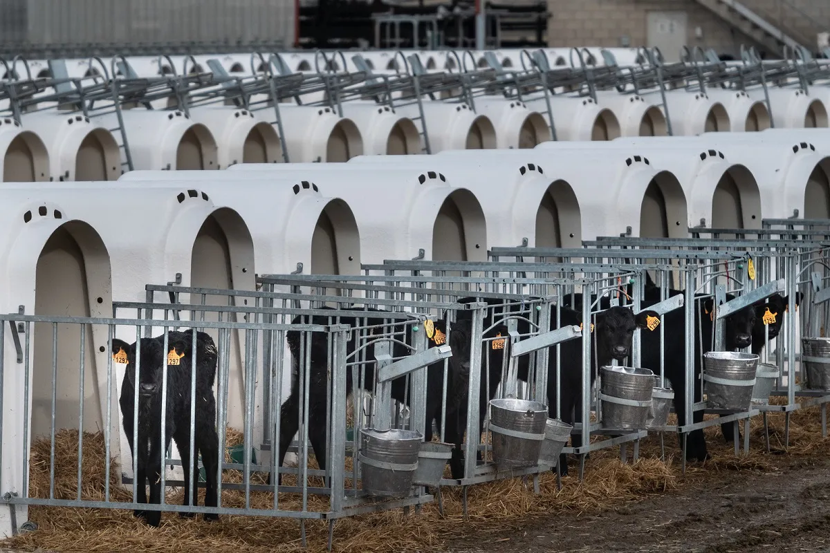 Las plataformas vecinales en contra de la ganadería industrial en Castilla y León solicitan conocer la postura de los partidos que concurren a elecciones al respecto