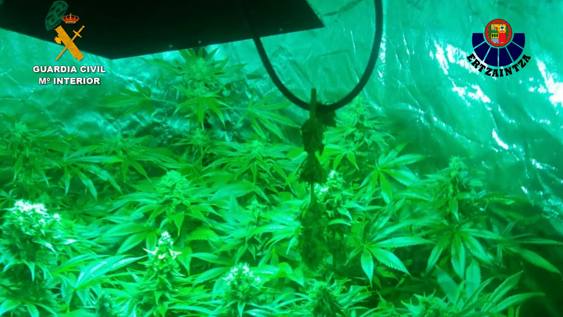 Desmantelada una plantación de marihuana en Villarcayo