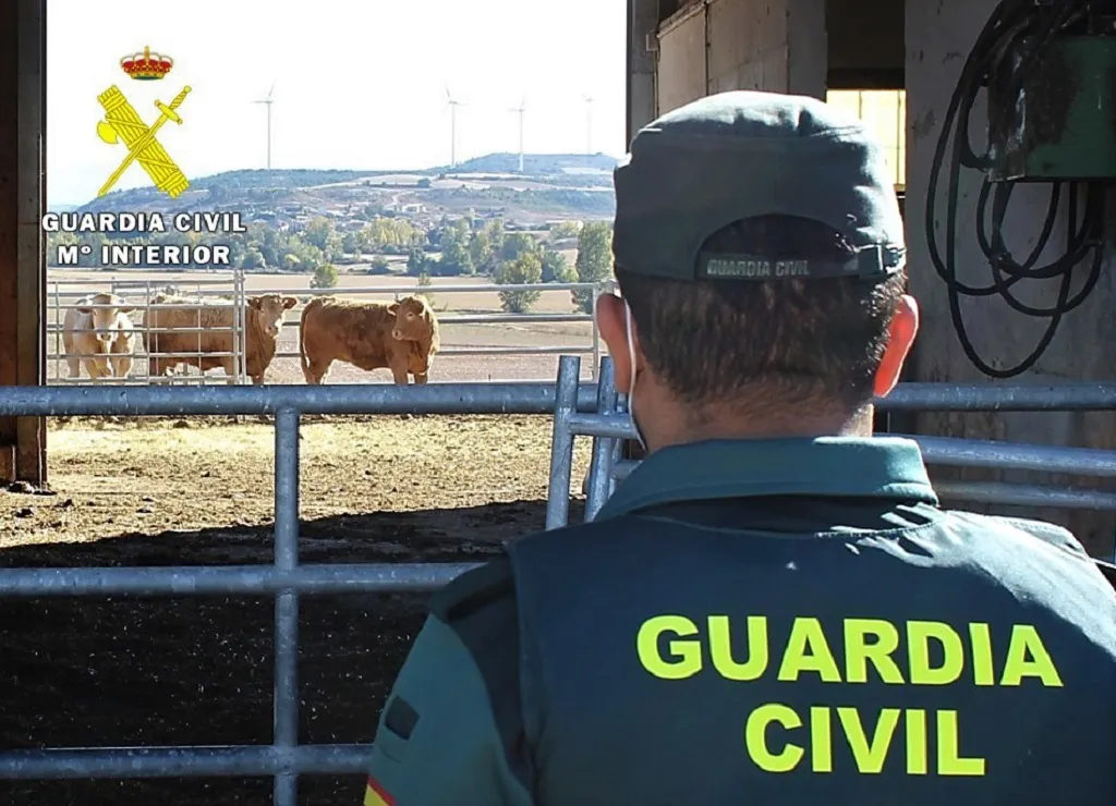 La Guardia Civil investiga a una persona por el robo de 30 lechazos en La Ribera