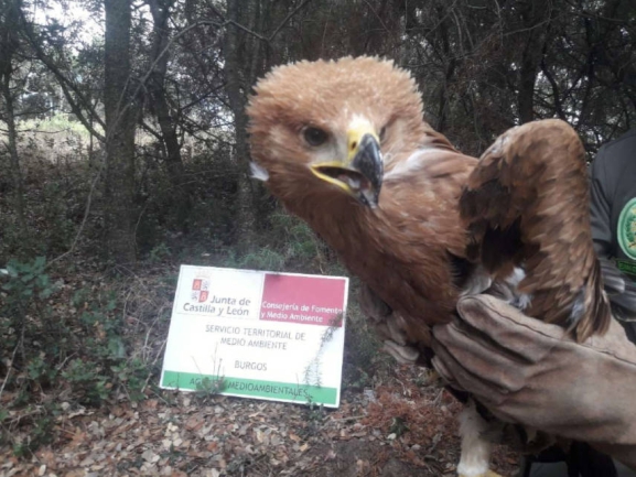 El águila perdicera resiste en Castilla y León con 17 territorios de cría identificados