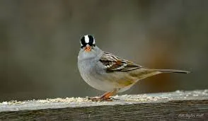 Las aves con cerebro más grande se adaptan mejor al cambio climático
