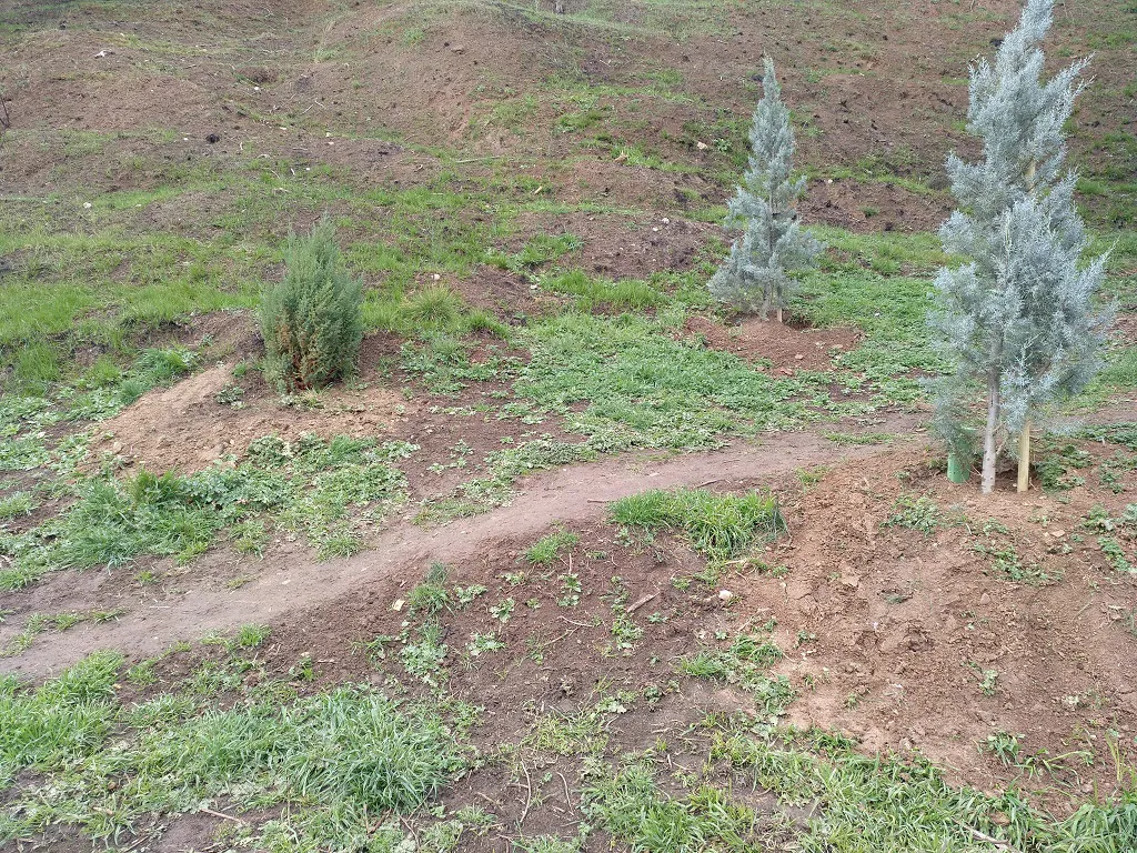 68 árboles y arbustos repueblan parte del cerro del Castillo que se quemó el pasado verano